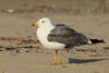 Larus armenicus